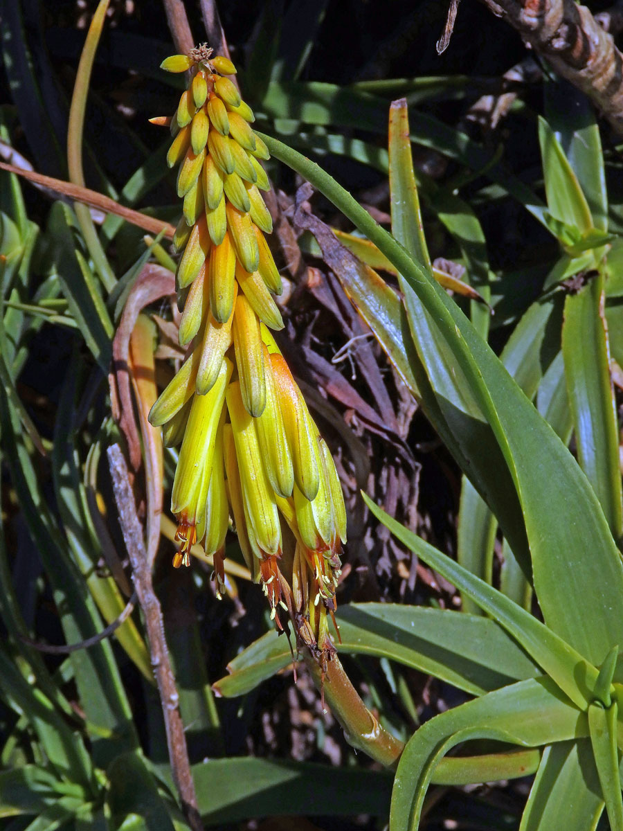 Aloiampelos striatula (Haw.) Klopper & Gideon F. Sm.