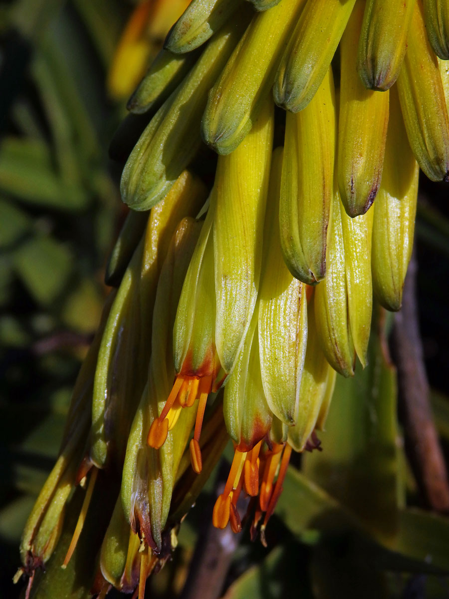 Aloiampelos striatula (Haw.) Klopper & Gideon F. Sm.