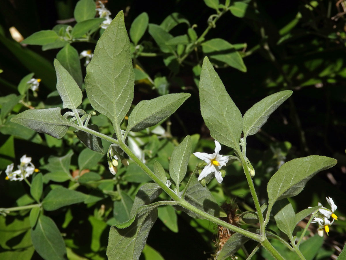 Lilek (Solanum chenopodioides Lam.)