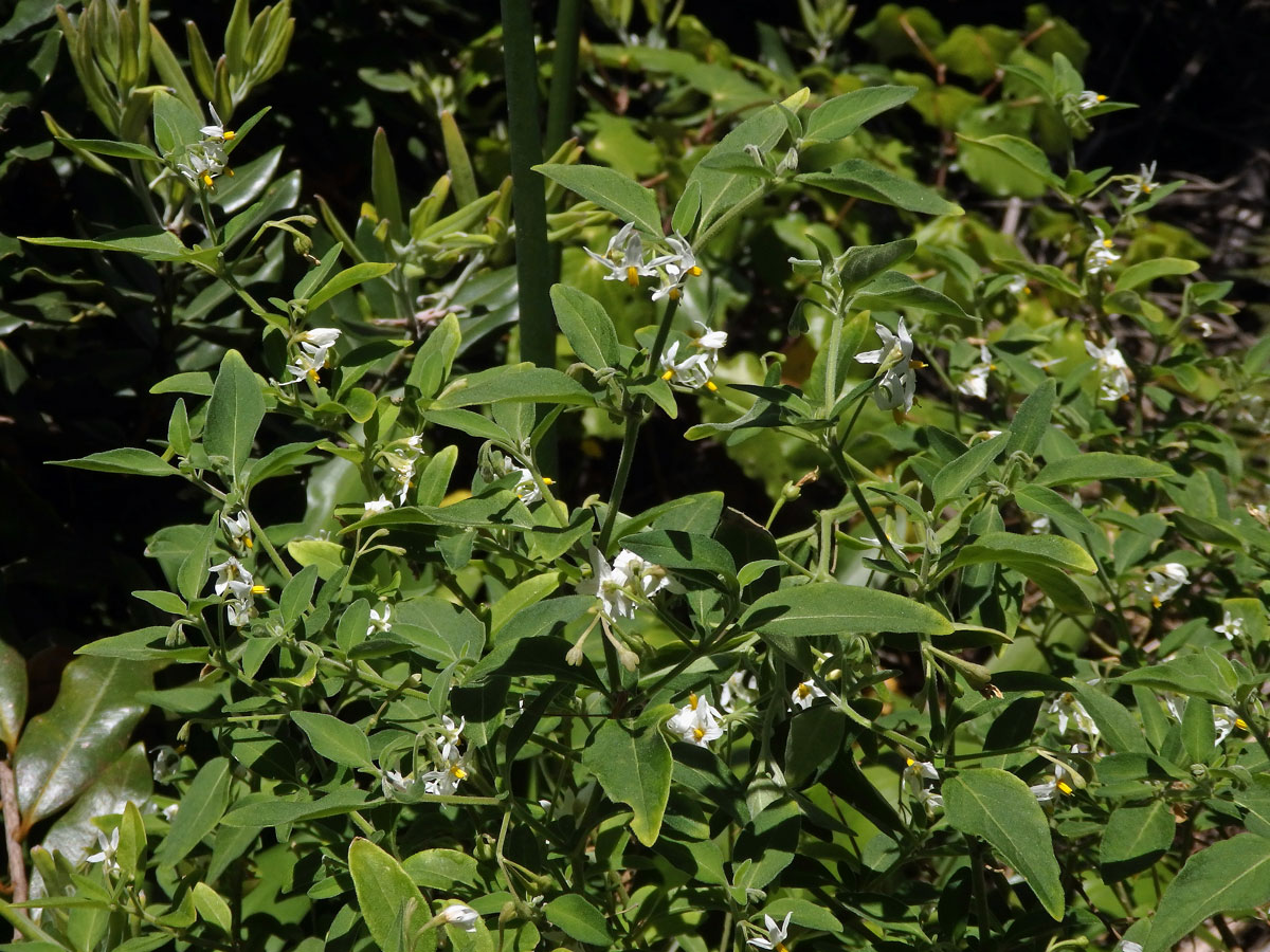 Lilek (Solanum chenopodioides Lam.)