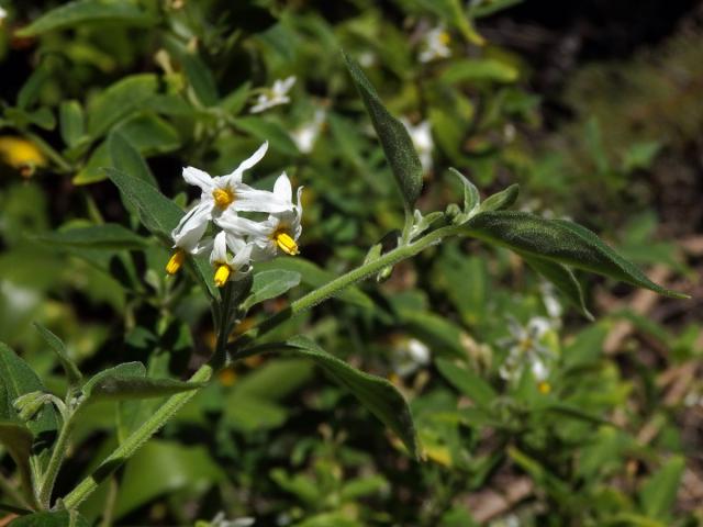 Lilek (Solanum chenopodioides Lam.)