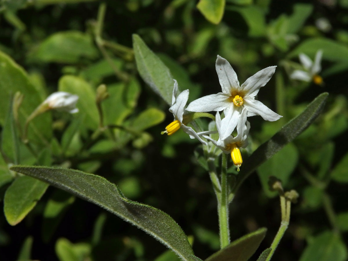 Lilek (Solanum chenopodioides Lam.)