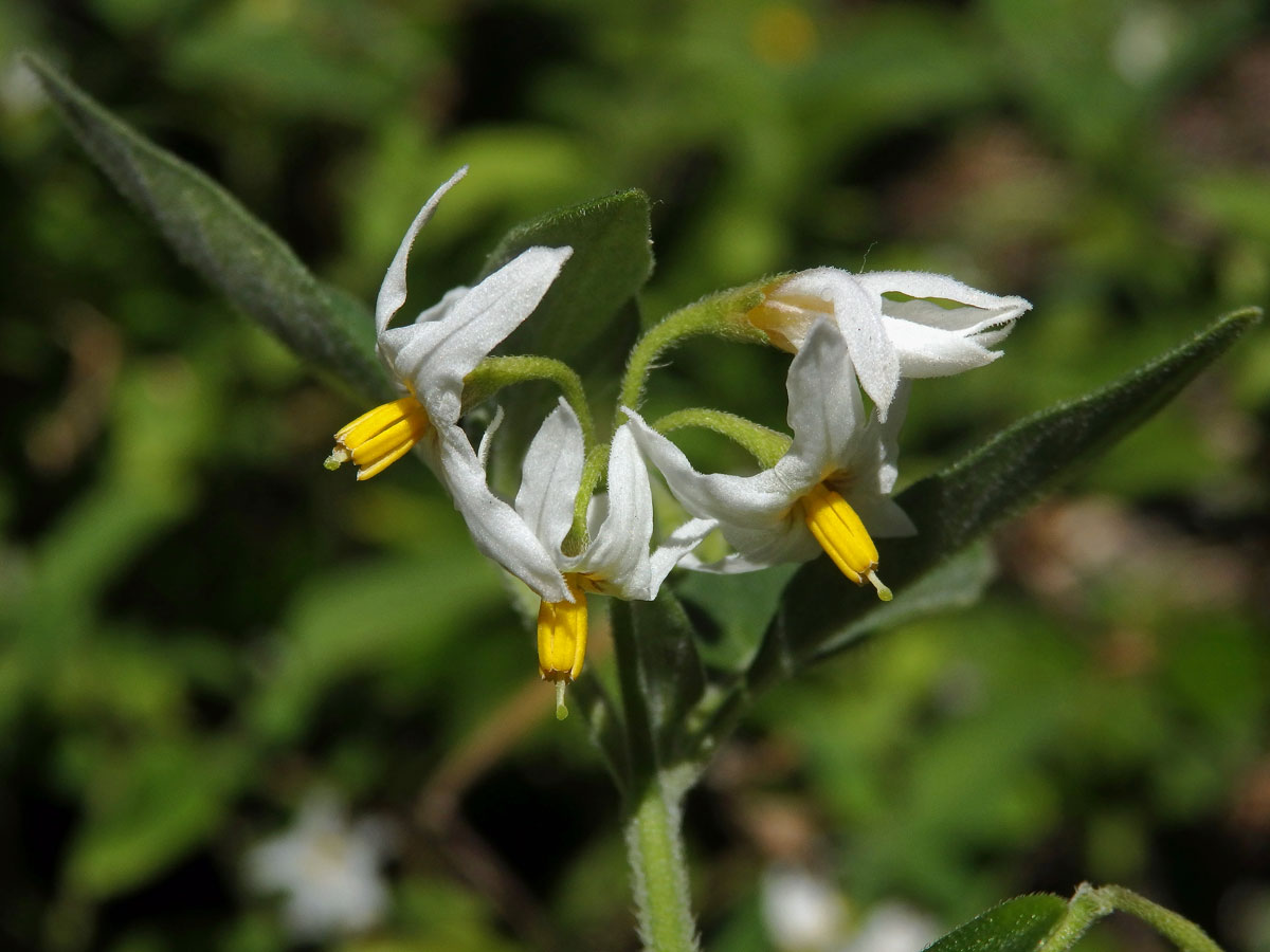 Lilek (Solanum chenopodioides Lam.)