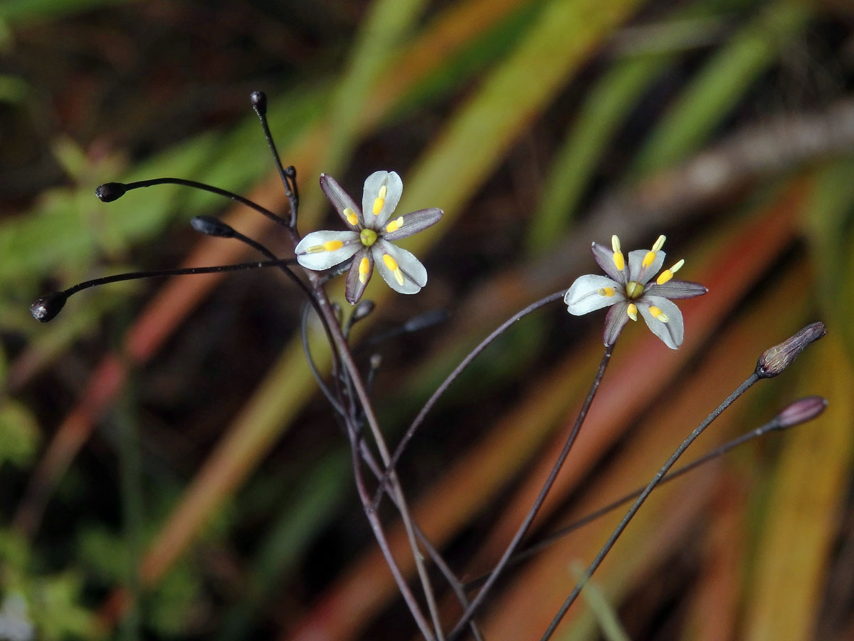 Takara (Dianella nigra Colenso)