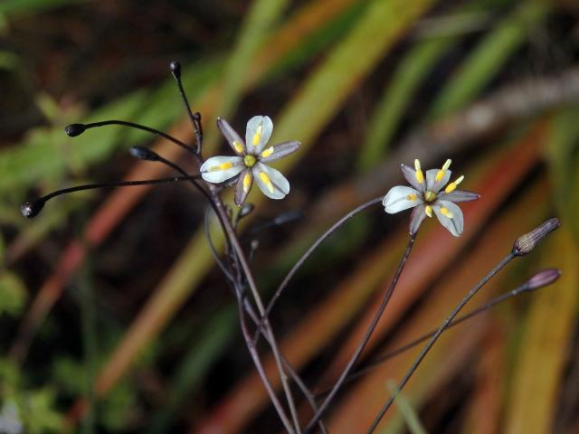 Takara (Dianella nigra Colenso)