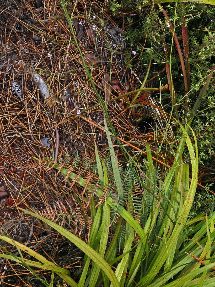 Takara (Dianella nigra Colenso)