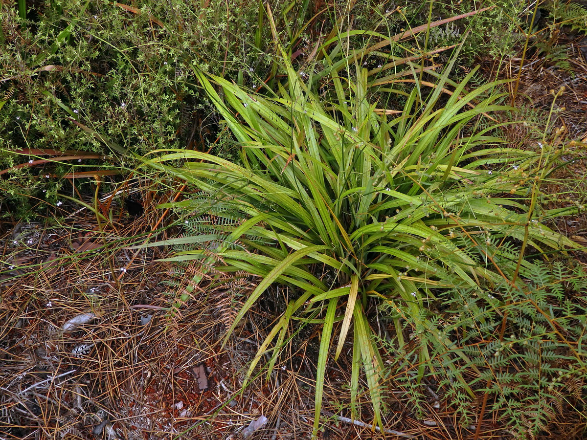 Takara (Dianella nigra Colenso)