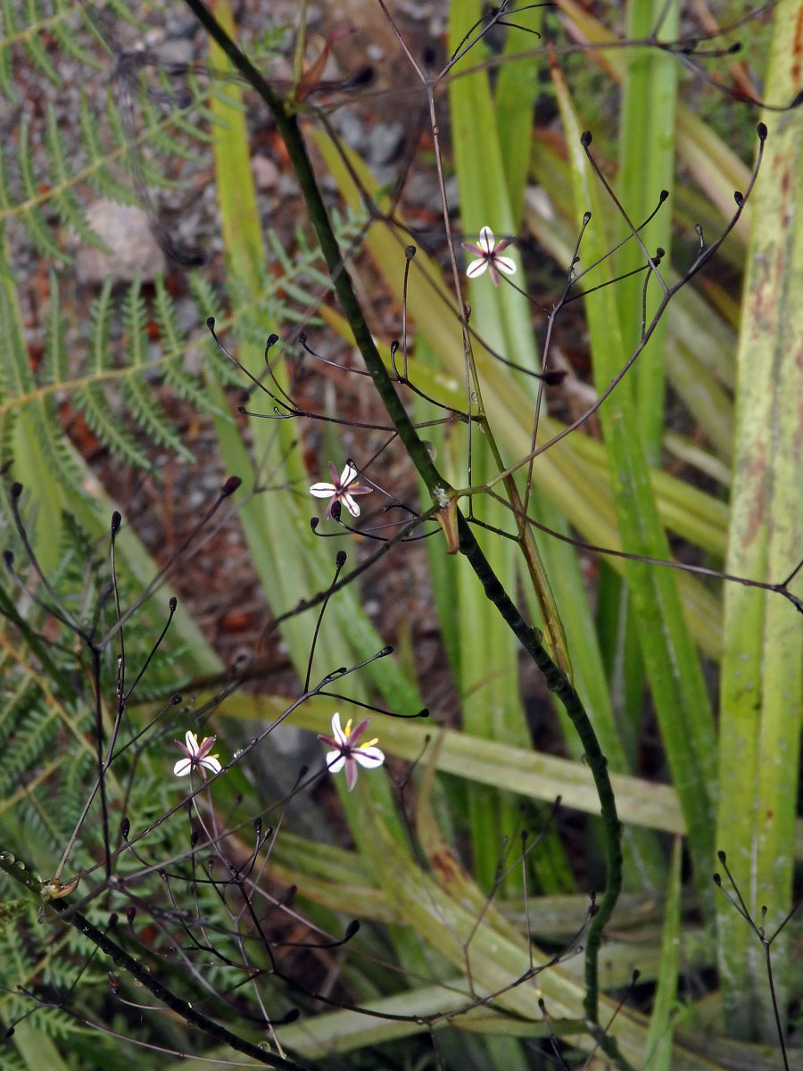 Takara (Dianella nigra Colenso)