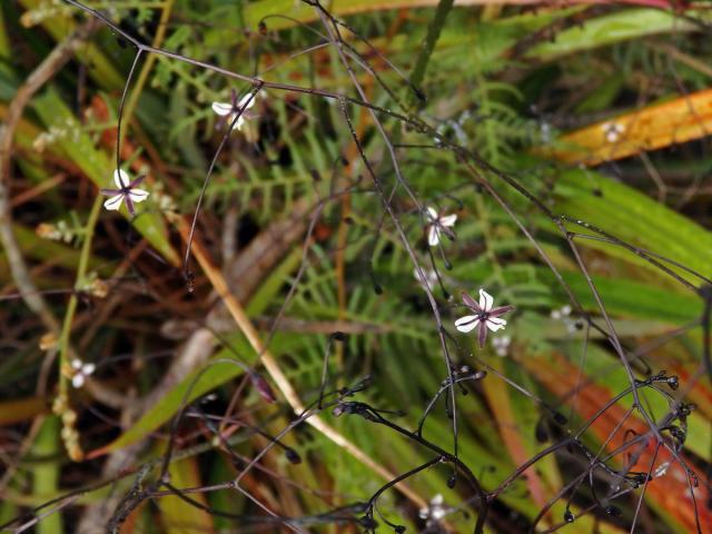 Takara (Dianella nigra Colenso)