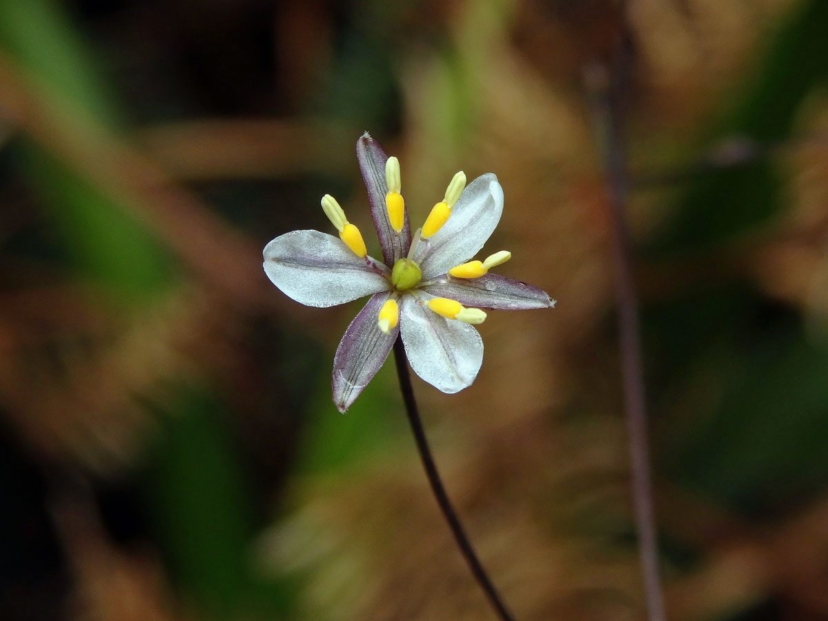 Takara (Dianella nigra Colenso)