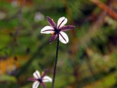 Takara (Dianella nigra Colenso)