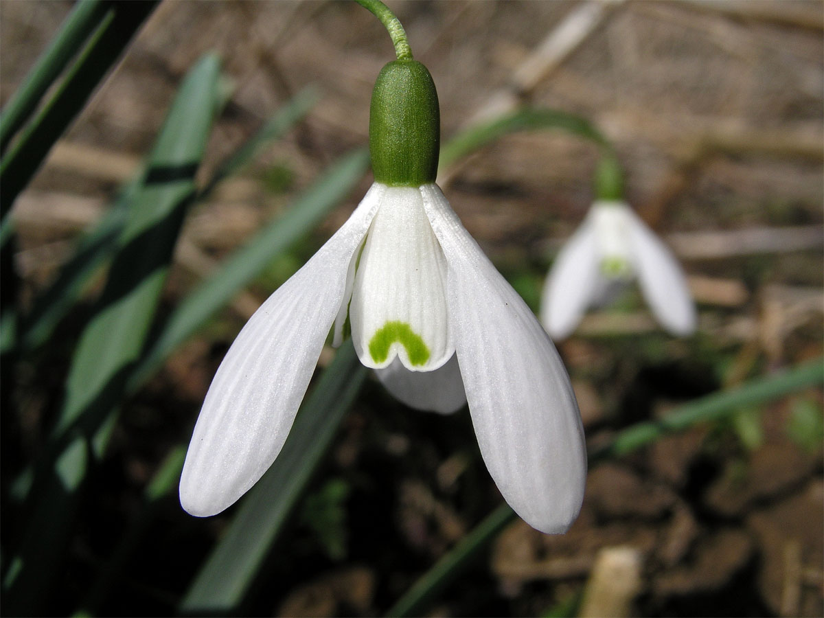 Sněženka podsněžník (Galanthus nivalis L.)