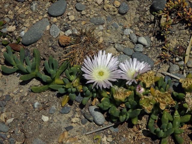 Disphyma australe (Sol. ex Aiton) J. M. Black