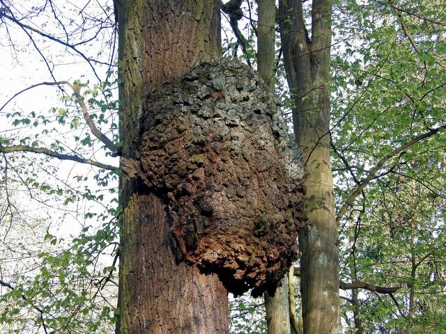 Nádor na dubu letním (Quercus robur L.) (1c)