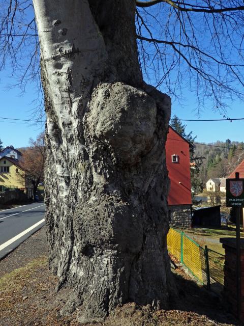 Nádor na buku lesním (Fagus sylvatica L.) (35a)