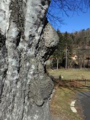 Nádor na buku lesním (Fagus sylvatica L.) (35c)