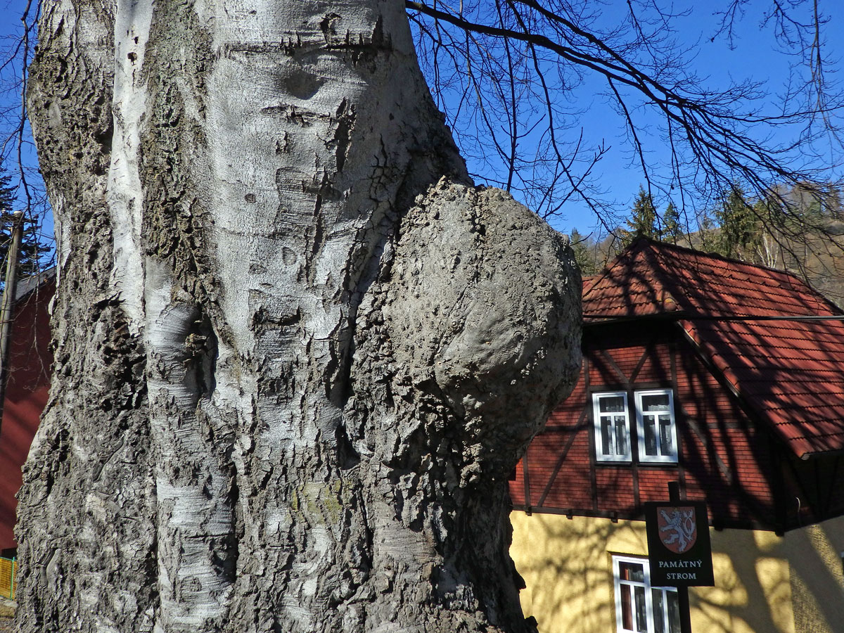 Nádor na buku lesním (Fagus sylvatica L.) (35d)