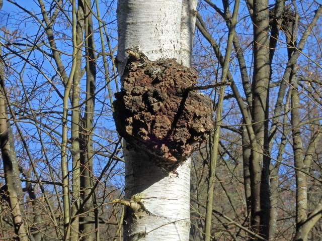 Nádor na bříze bělokoré (Betula pendula Roth) (75a)