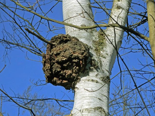 Nádor na bříze bělokoré (Betula pendula Roth) (75b)