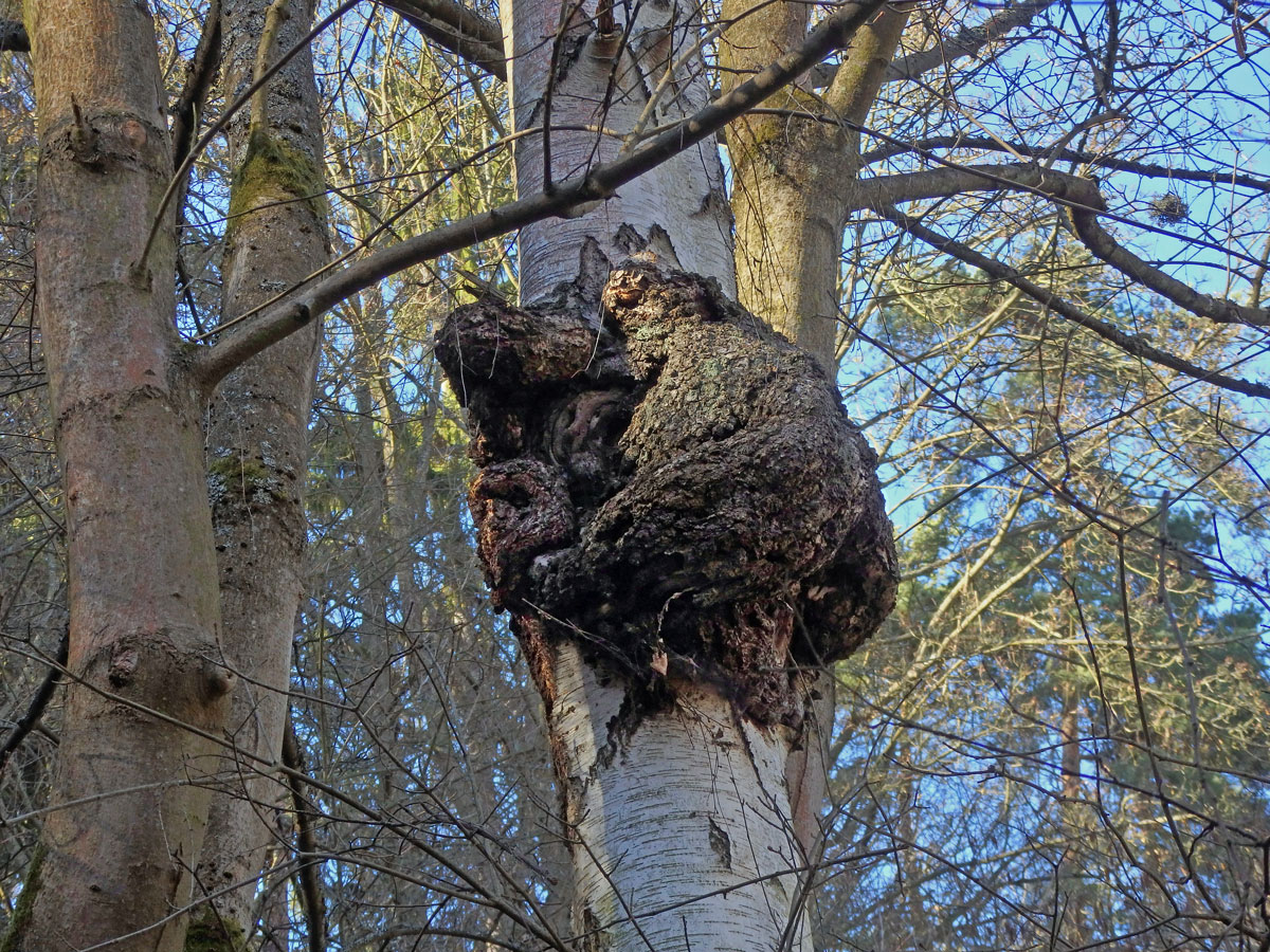 Nádor na bříze bělokoré (Betula pendula Roth) (76)