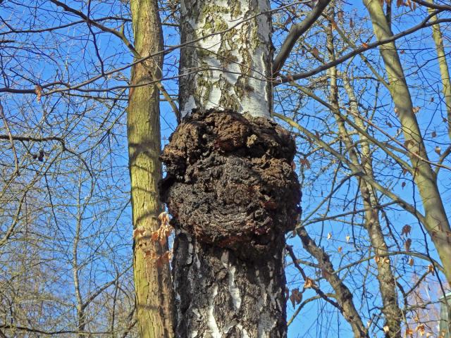 Nádor na bříze bělokoré (Betula pendula Roth) (77)