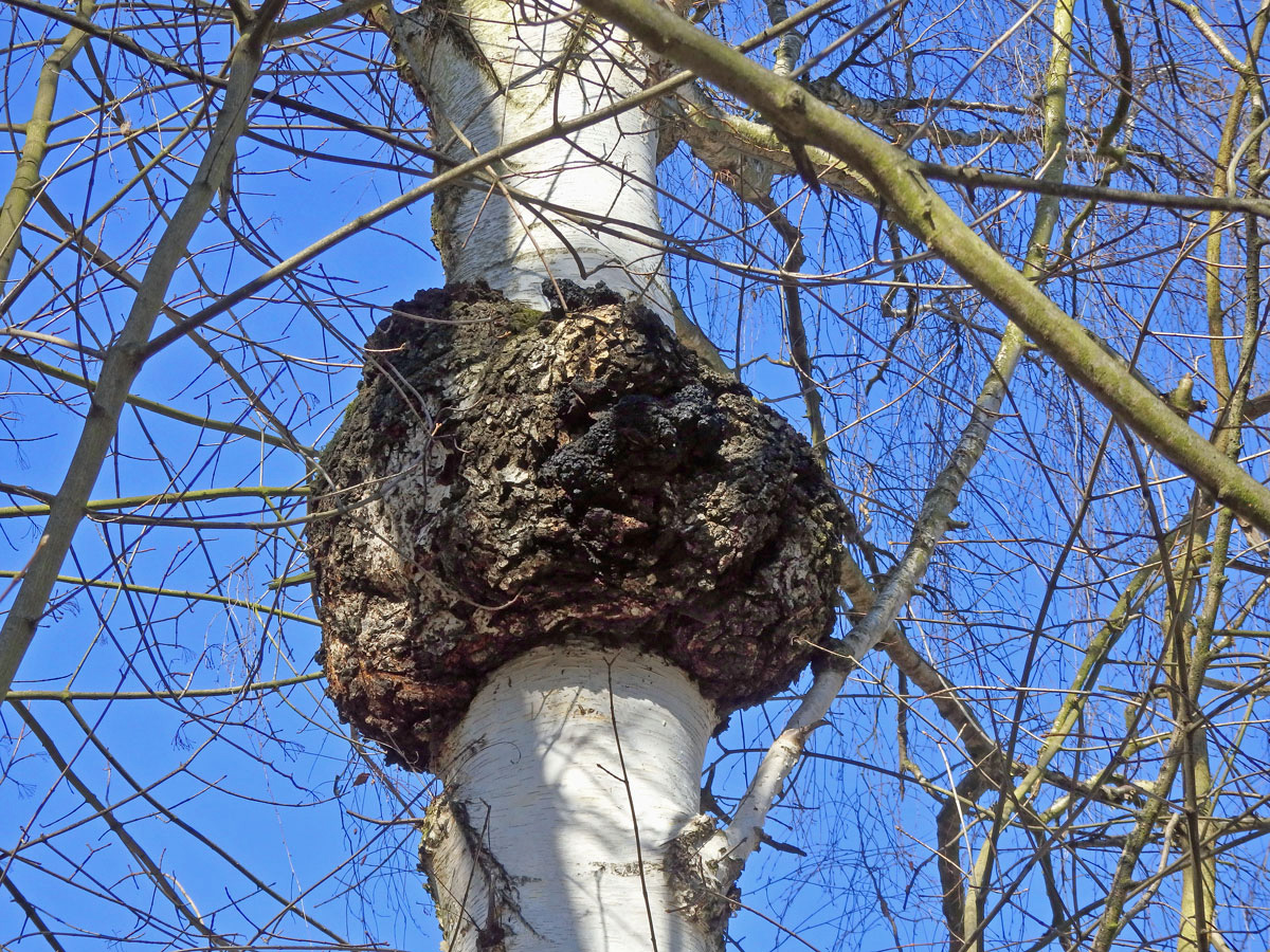 Nádor na bříze bělokoré (Betula pendula Roth) (78a)