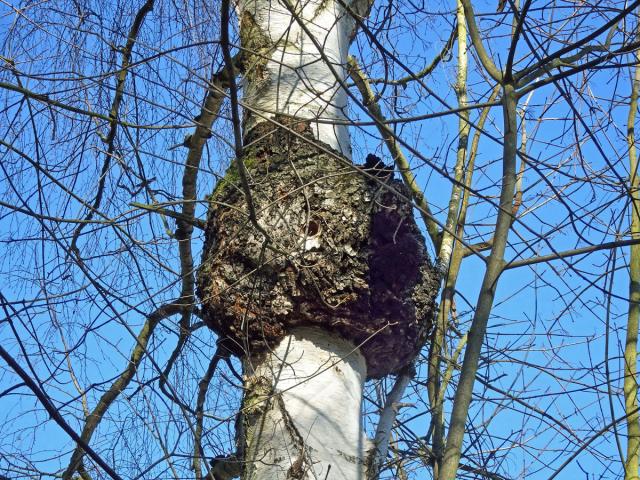 Nádor na bříze bělokoré (Betula pendula Roth) (78b)