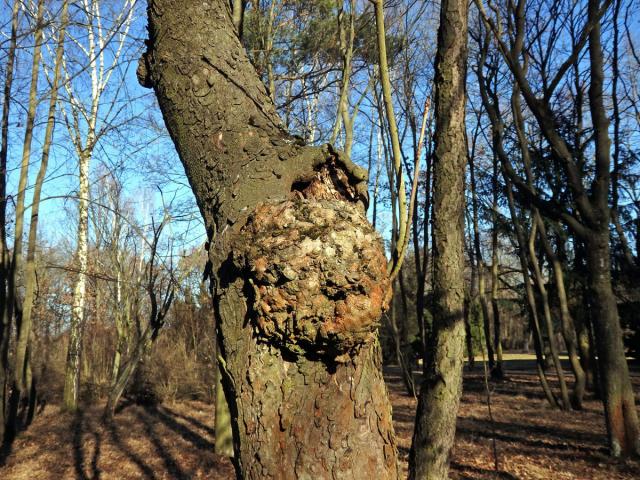 Javor klen (Acer pseudoplatanus L.) s nádorem na kmeni (59a)