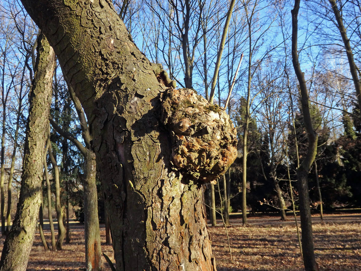 Javor klen (Acer pseudoplatanus L.) s nádorem na kmeni (59b)