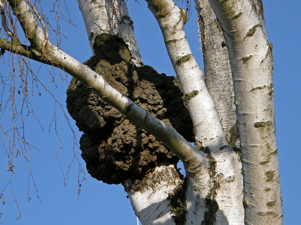 Nádor na bříze bělokoré (Betula pendula Roth) (1)