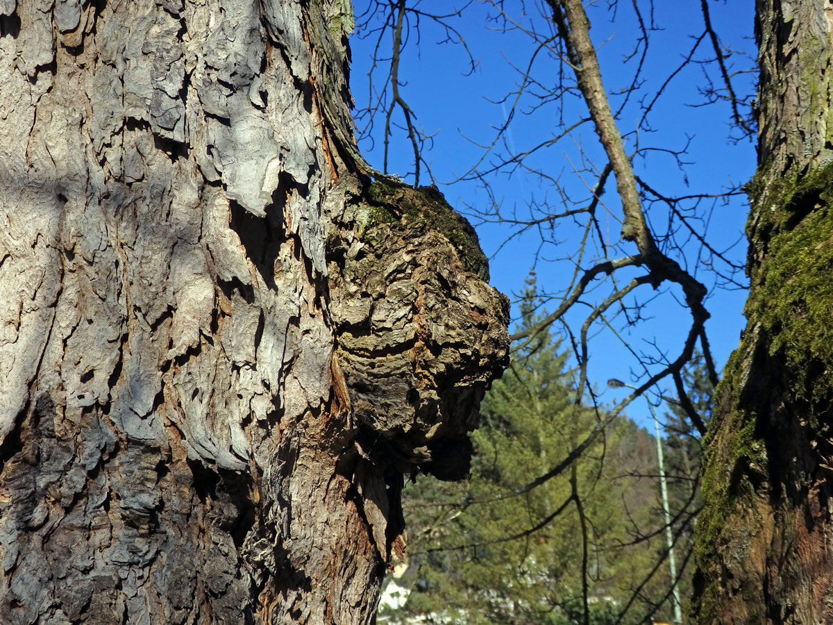 Javor klen (Acer pseudoplatanus L.) s nádorem na kmeni (60a)