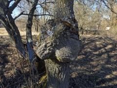 Nádor na vrbě jívě (Salix caprea L.) (5a)