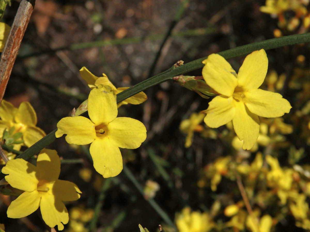 Jasmín nahokvětý (Jasminum nudiflorum Lindl.), čtyřčetný květ