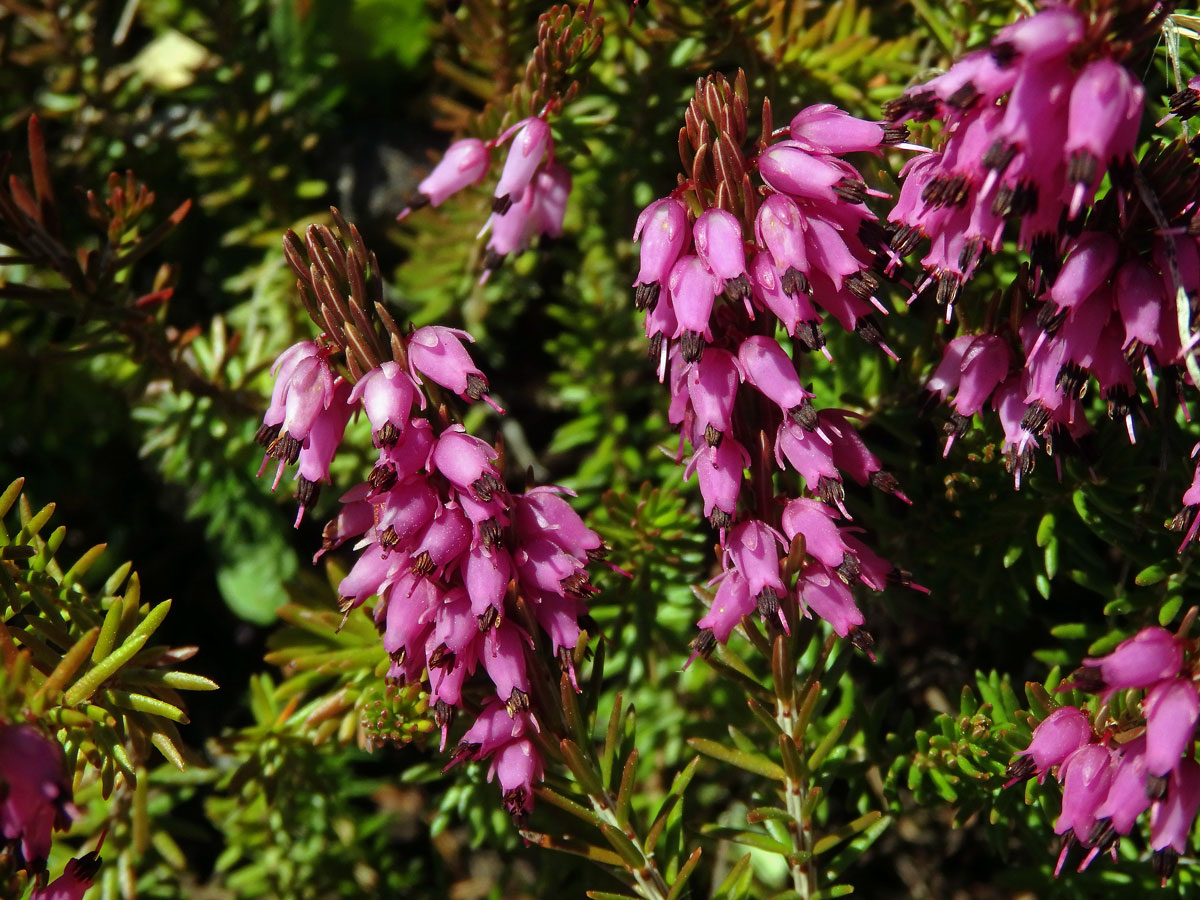 Vřesovec pleťový (Erica carnea L.)