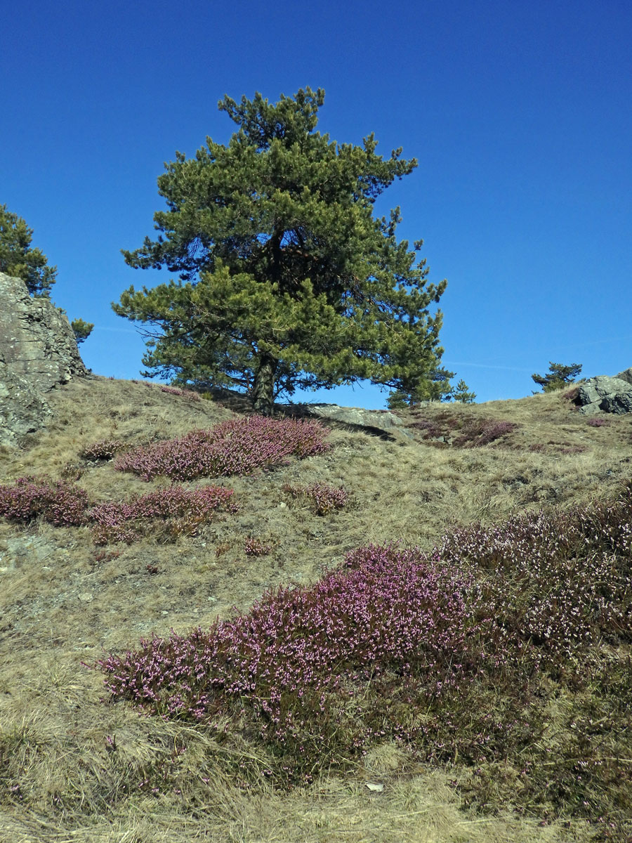 Vřesovec pleťový (Erica carnea L.)