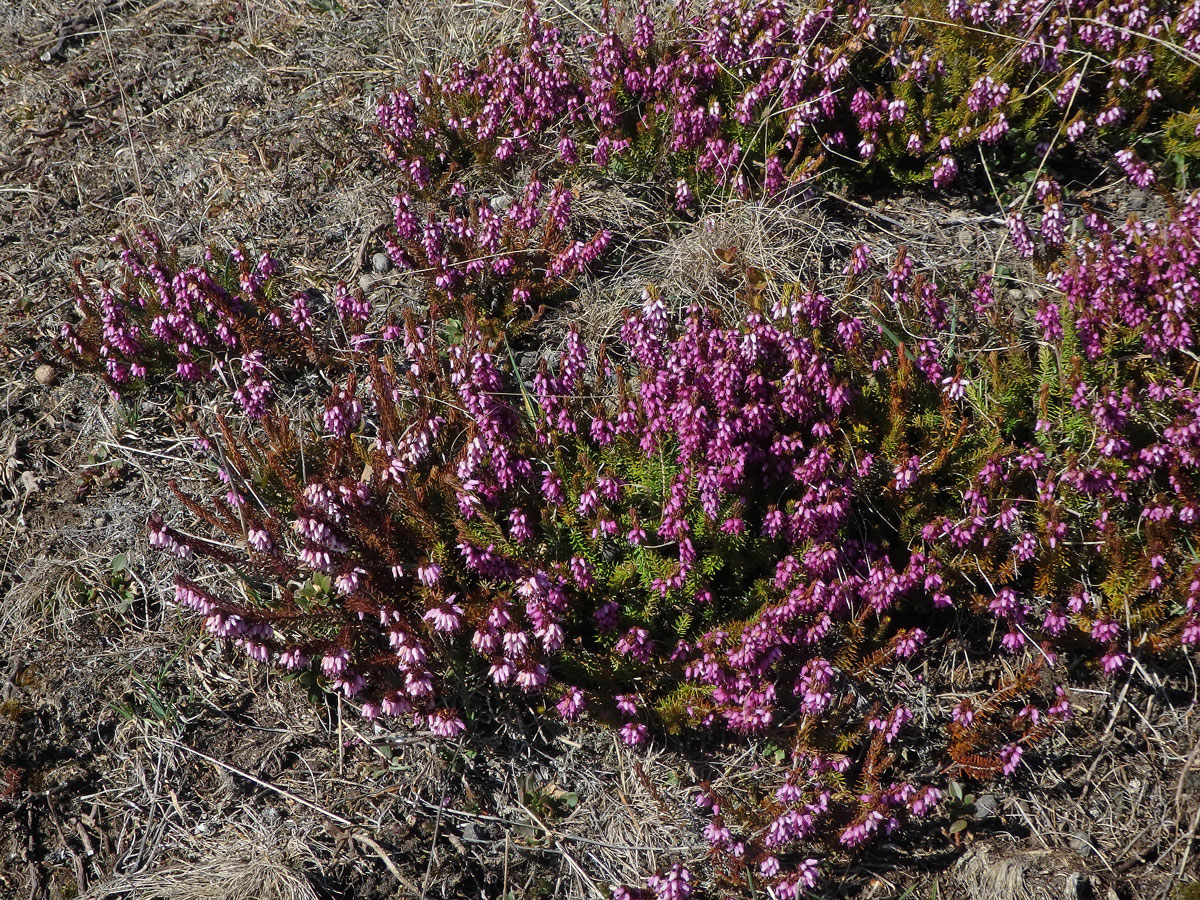 Vřesovec pleťový (Erica carnea L.)