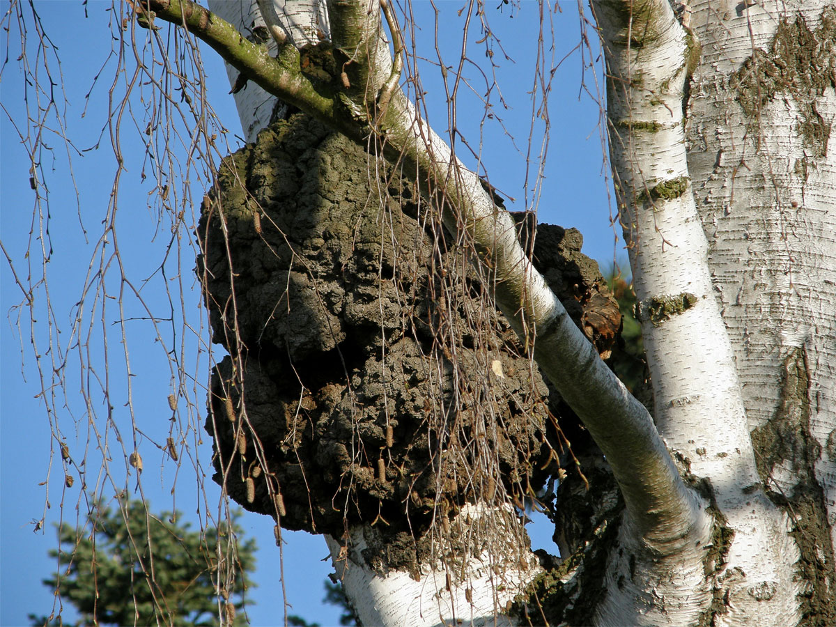 Nádor na bříze bělokoré (Betula pendula Roth) (1)