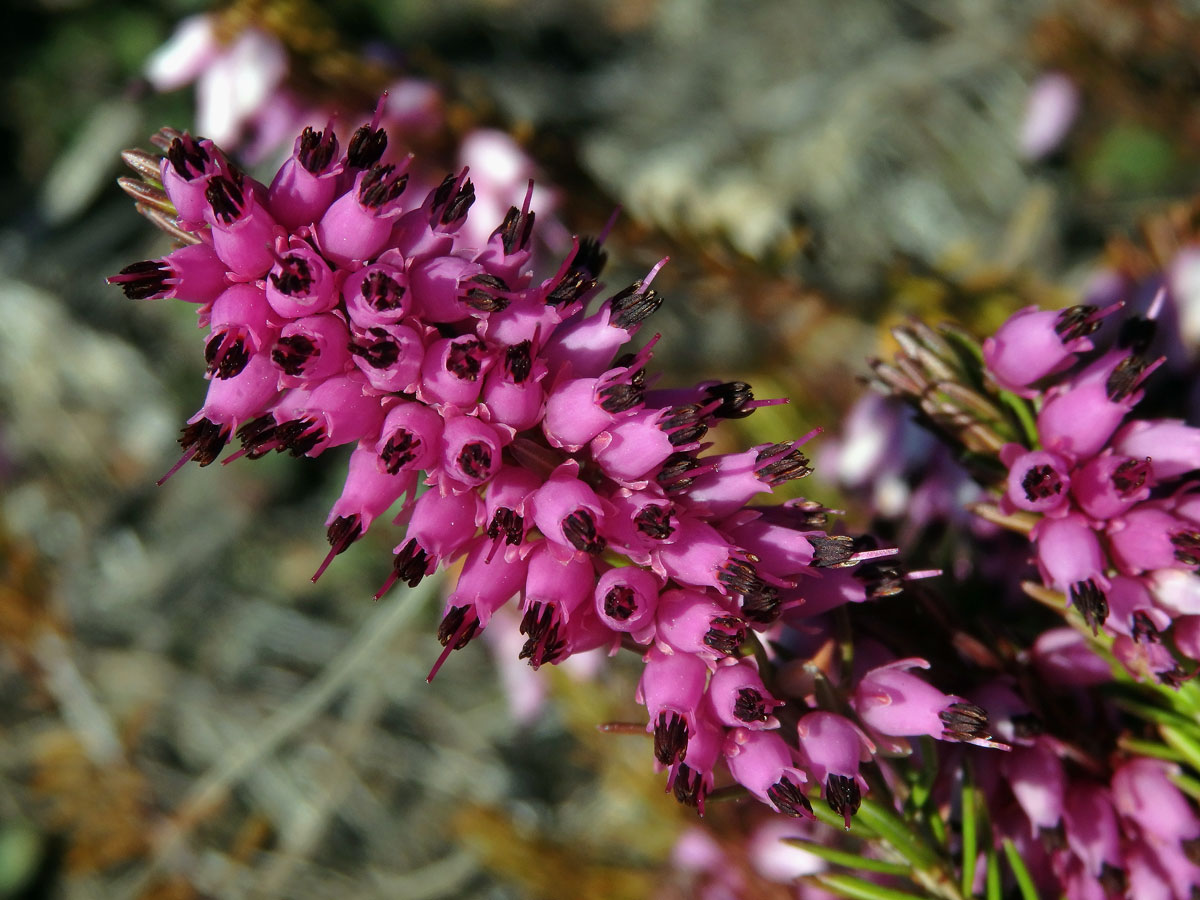 Vřesovec pleťový (Erica carnea L.)