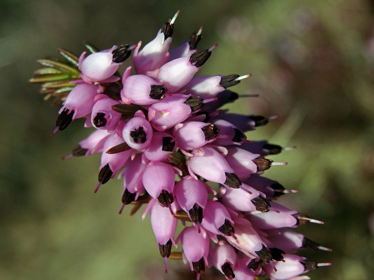 Vřesovec pleťový (Erica carnea L.)