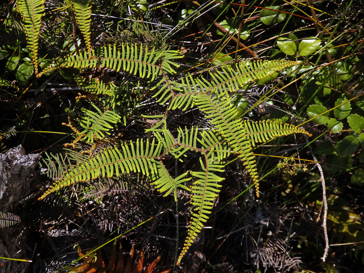 Gelichenie (Gleichenia dicarpa R. Br.)