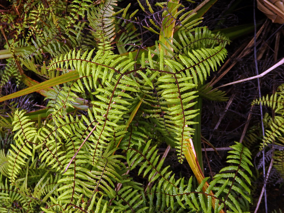 Gelichenie (Gleichenia dicarpa R. Br.)