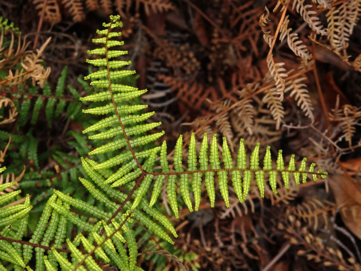 Gelichenie (Gleichenia dicarpa R. Br.)