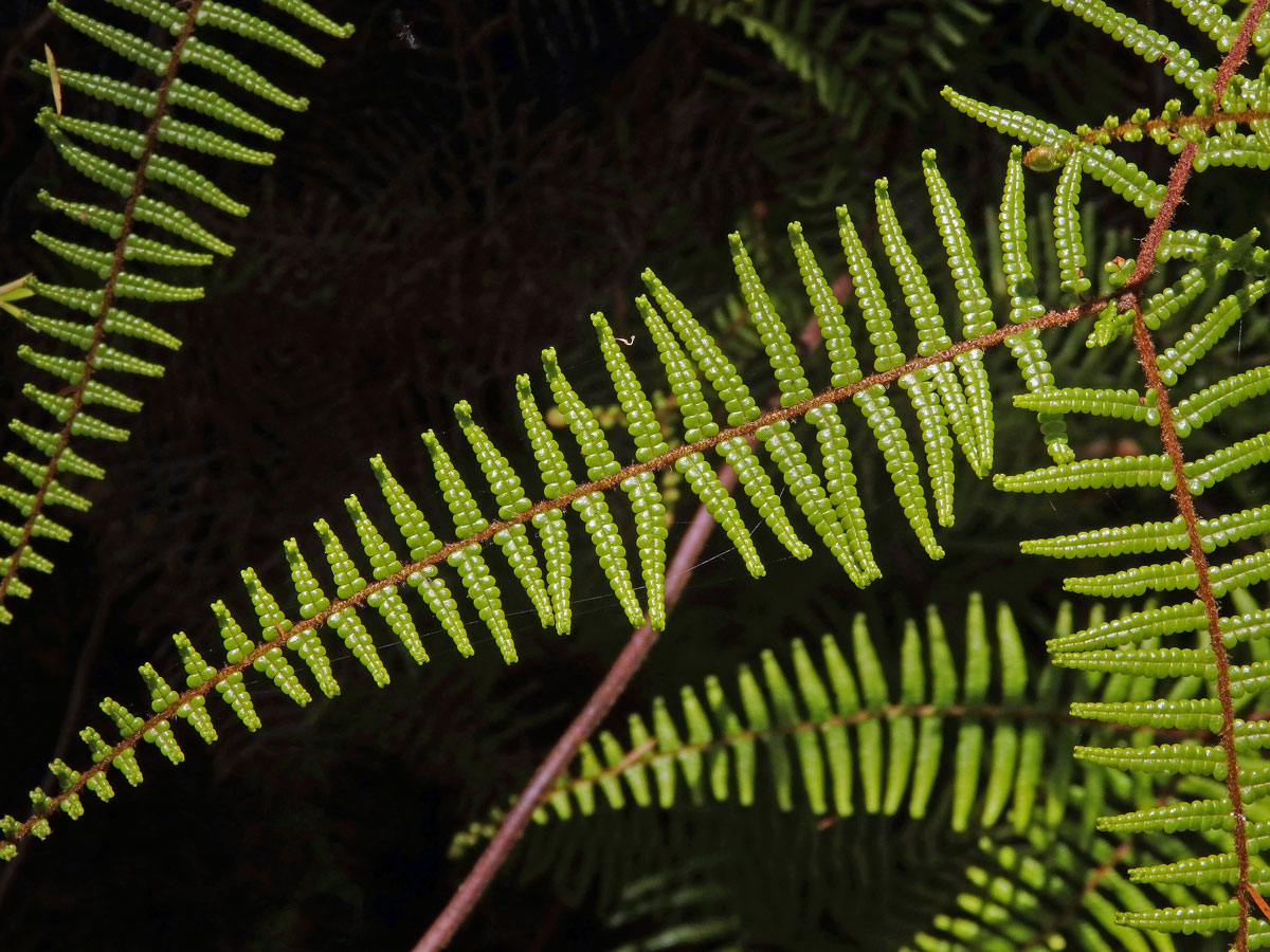 Gelichenie (Gleichenia dicarpa R. Br.)