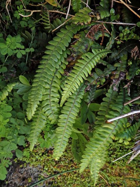 Žebrovice (Blechnum membranaceum (Colenso ex Hook.) Mett. ex Diels)