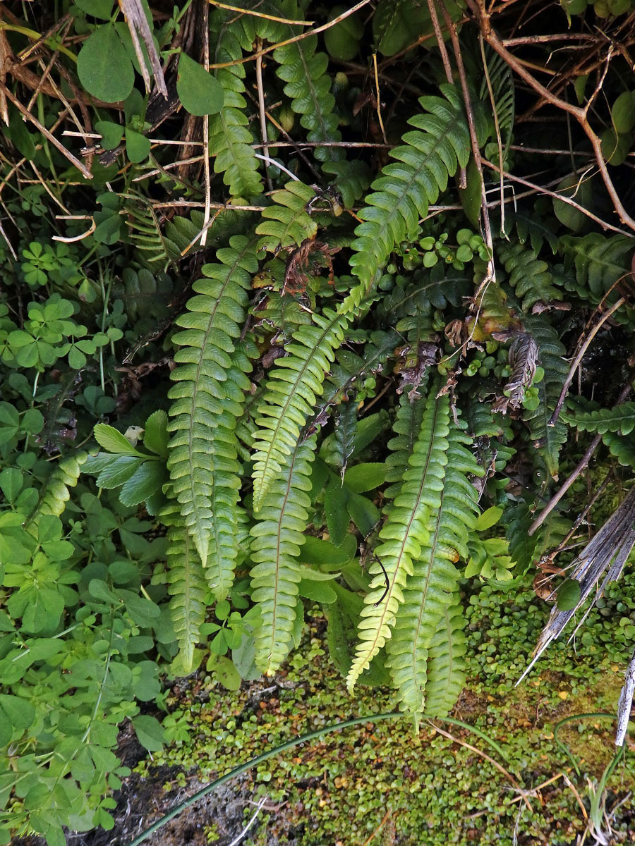 Žebrovice (Blechnum membranaceum (Colenso ex Hook.) Mett. ex Diels)