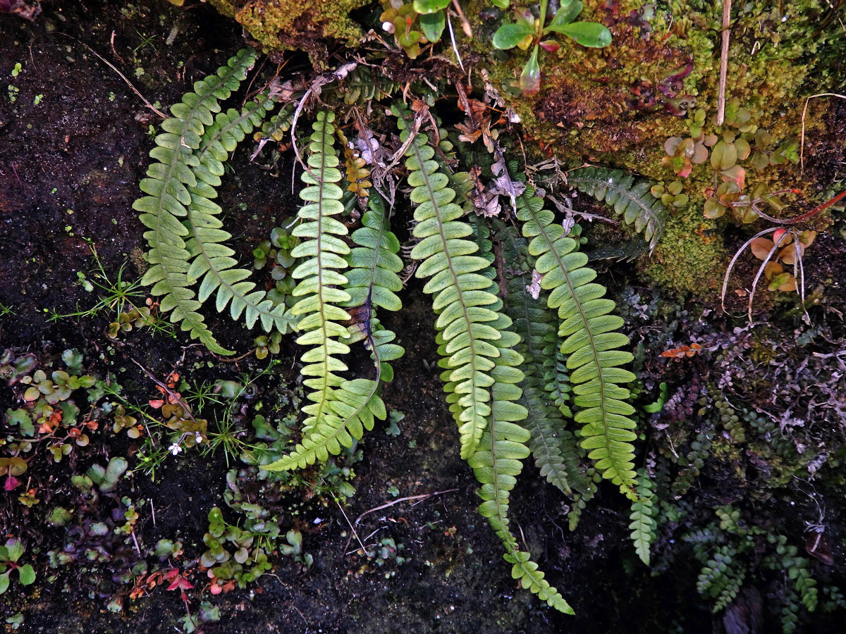 Žebrovice (Blechnum membranaceum (Colenso ex Hook.) Mett. ex Diels)