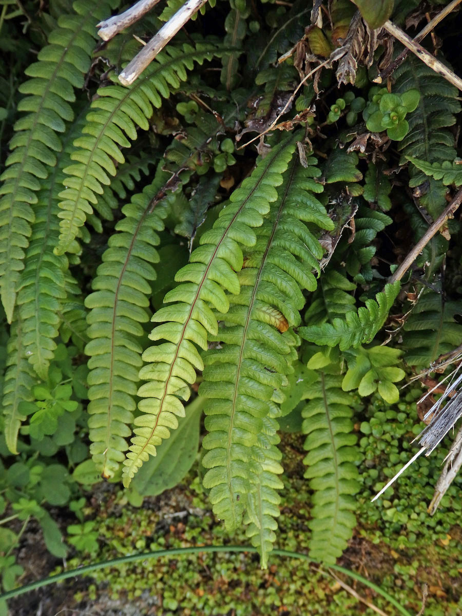 Žebrovice (Blechnum membranaceum (Colenso ex Hook.) Mett. ex Diels)