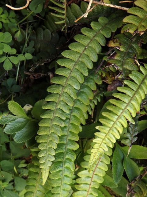 Žebrovice (Blechnum membranaceum (Colenso ex Hook.) Mett. ex Diels)