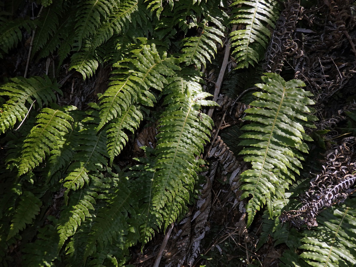 Žebrovice (Blechnum chambersii Tindale)