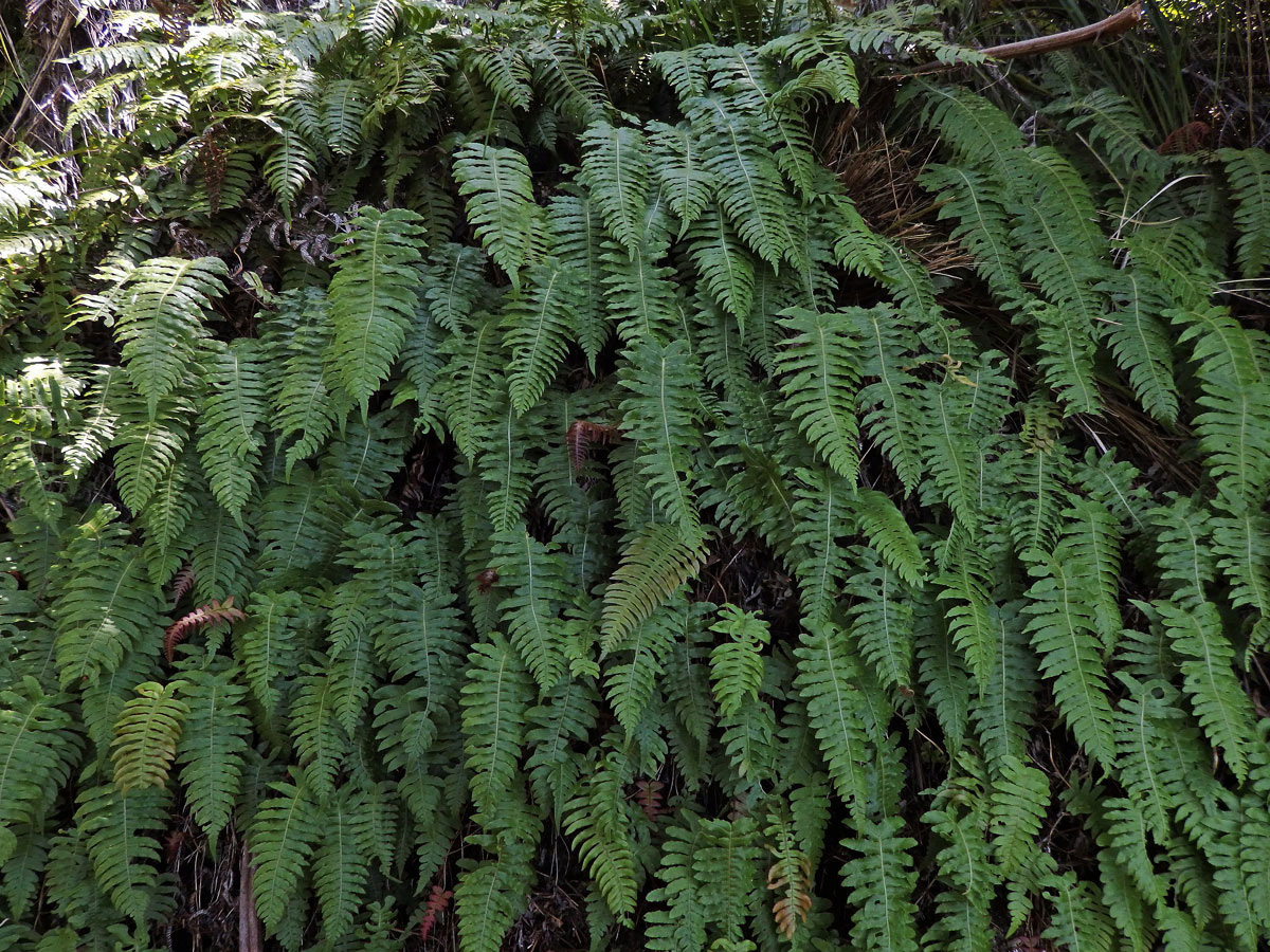 Žebrovice (Blechnum chambersii Tindale)